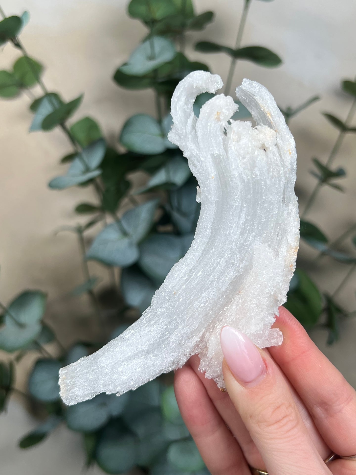 Horn Selenite (119EA)